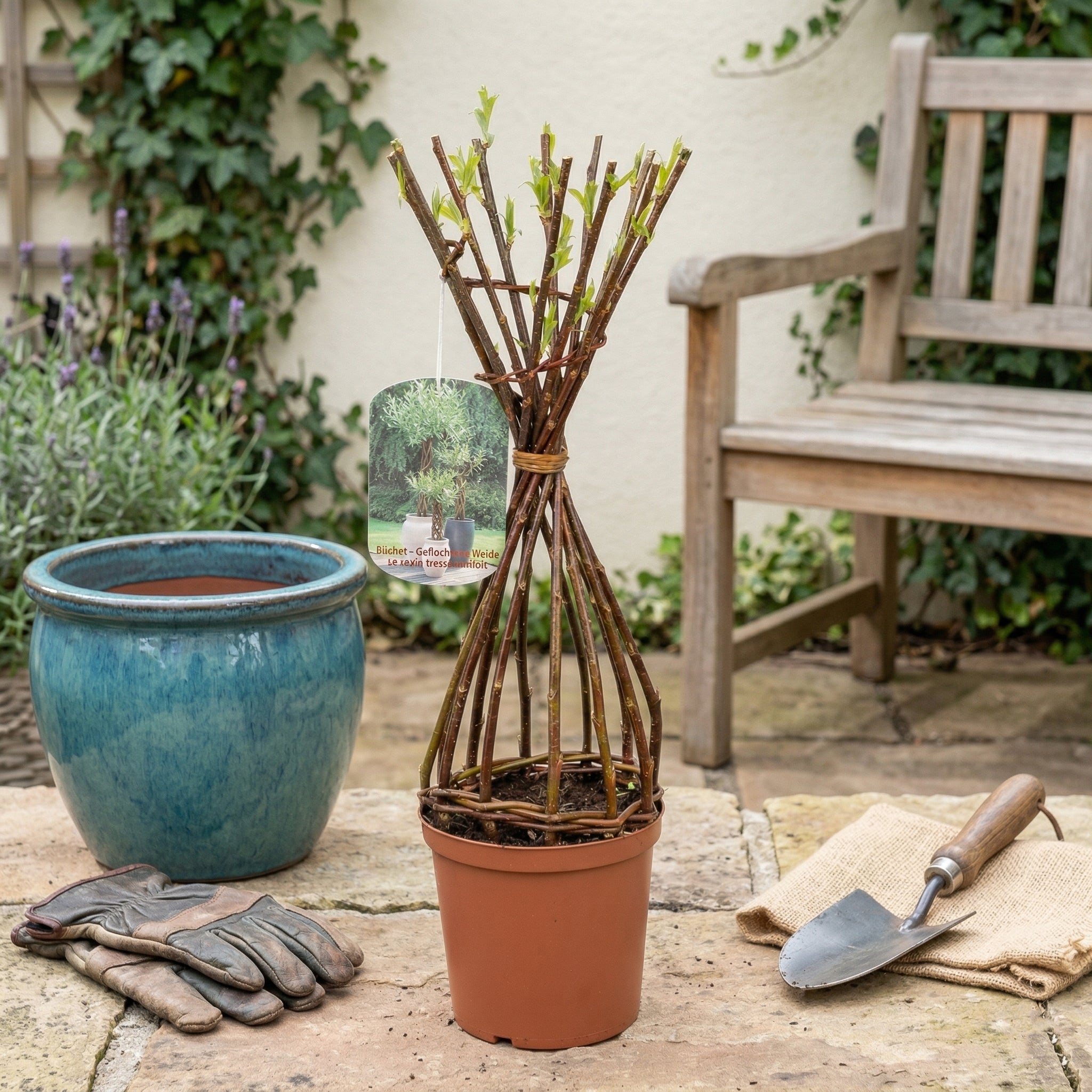 Plants - SGP Garden Ltd
