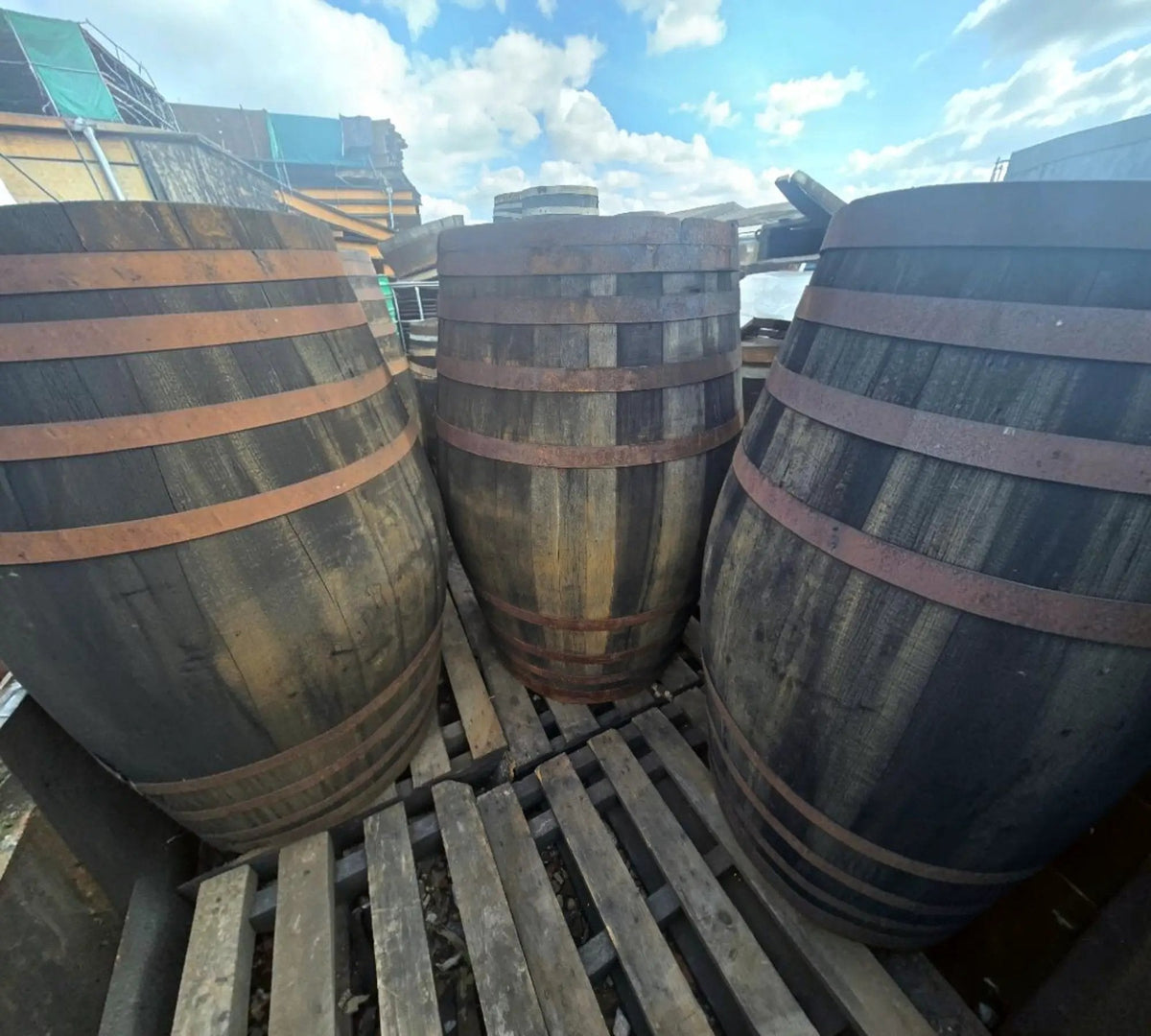 500L Reclaimed Whisky Barrel – Genuine Large Oak Wooden Barrel - SGP Garden Ltd