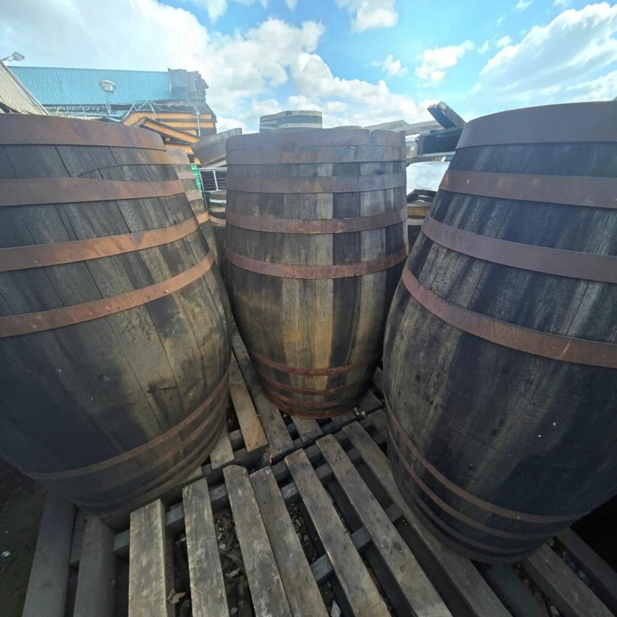500L Reclaimed Whisky Barrel – Genuine Large Oak Wooden Barrel - SGP Garden Ltd