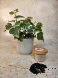 Activated Charcoal - SGP Garden Ltd