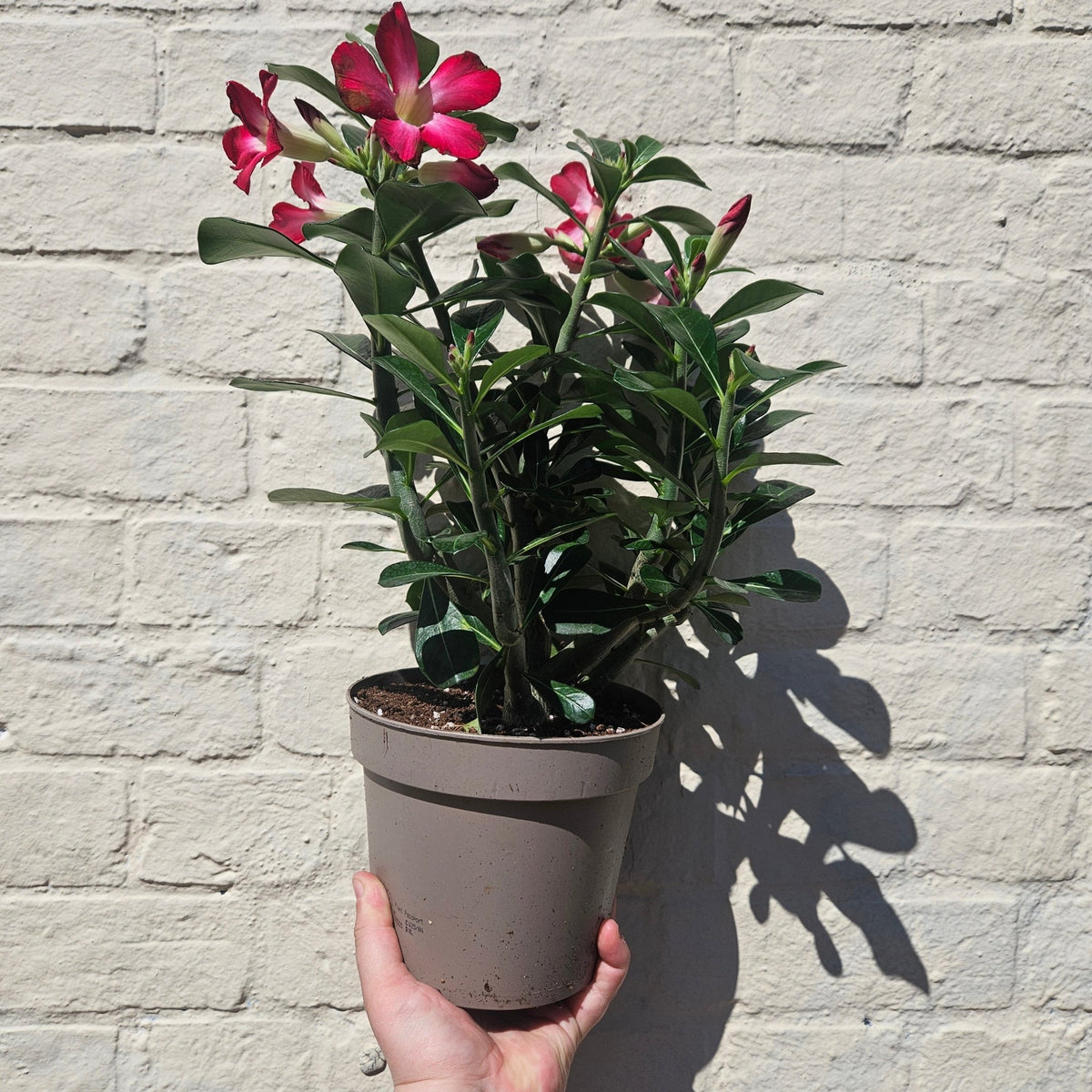 Adenium obesum ‘Anouk’ (Desert Rose) - SGP Garden Ltd