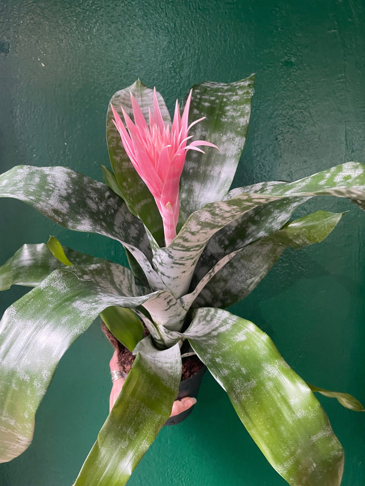 Aechmea fasciata 'Primera' (Urn Plant) - SGP Garden Ltd