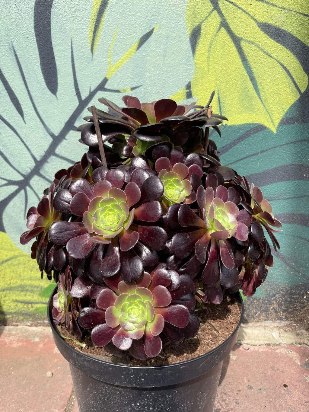 Aeonium arboreum (Houseleek Tree) - SGP Garden Ltd