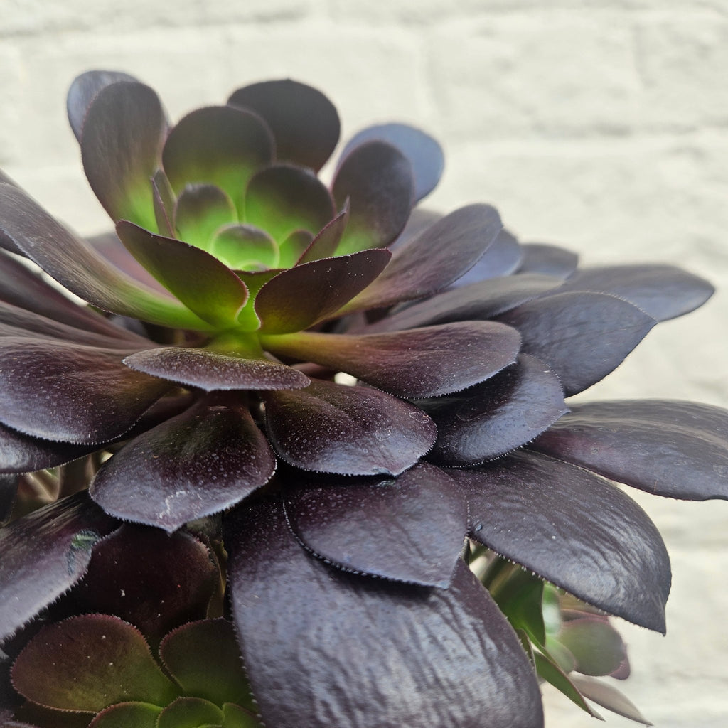 Aeonium arboreum (Houseleek Tree) - SGP Garden Ltd