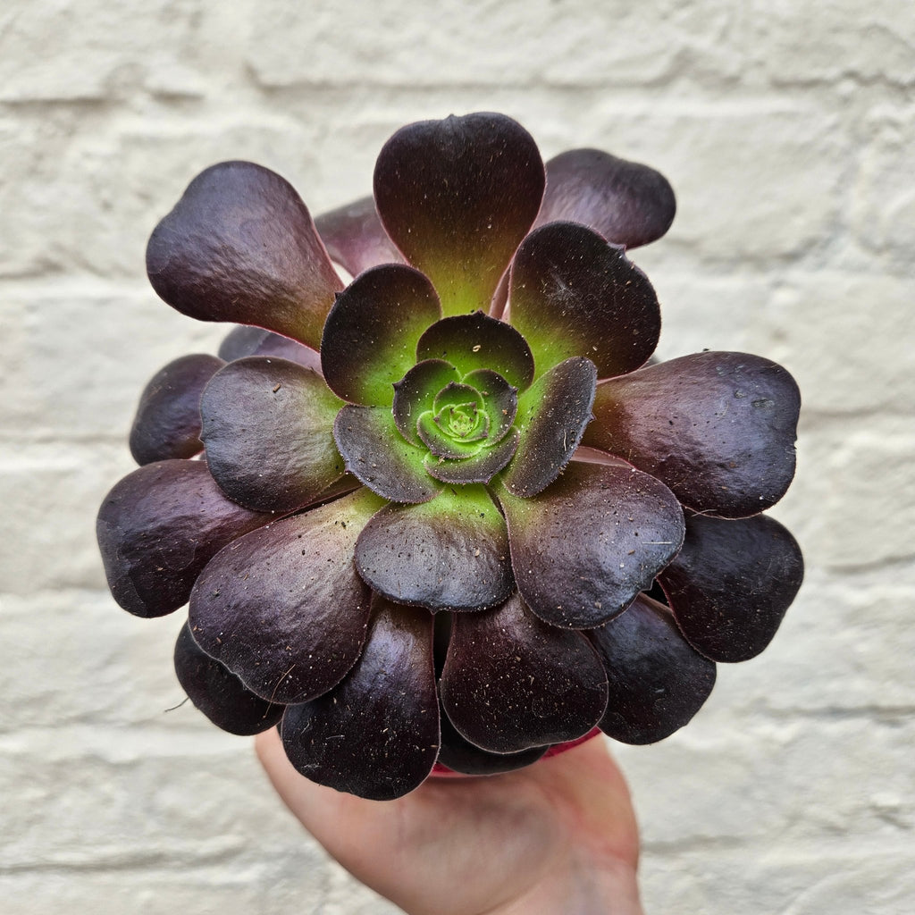 Aeonium arboreum (Houseleek Tree) - SGP Garden Ltd