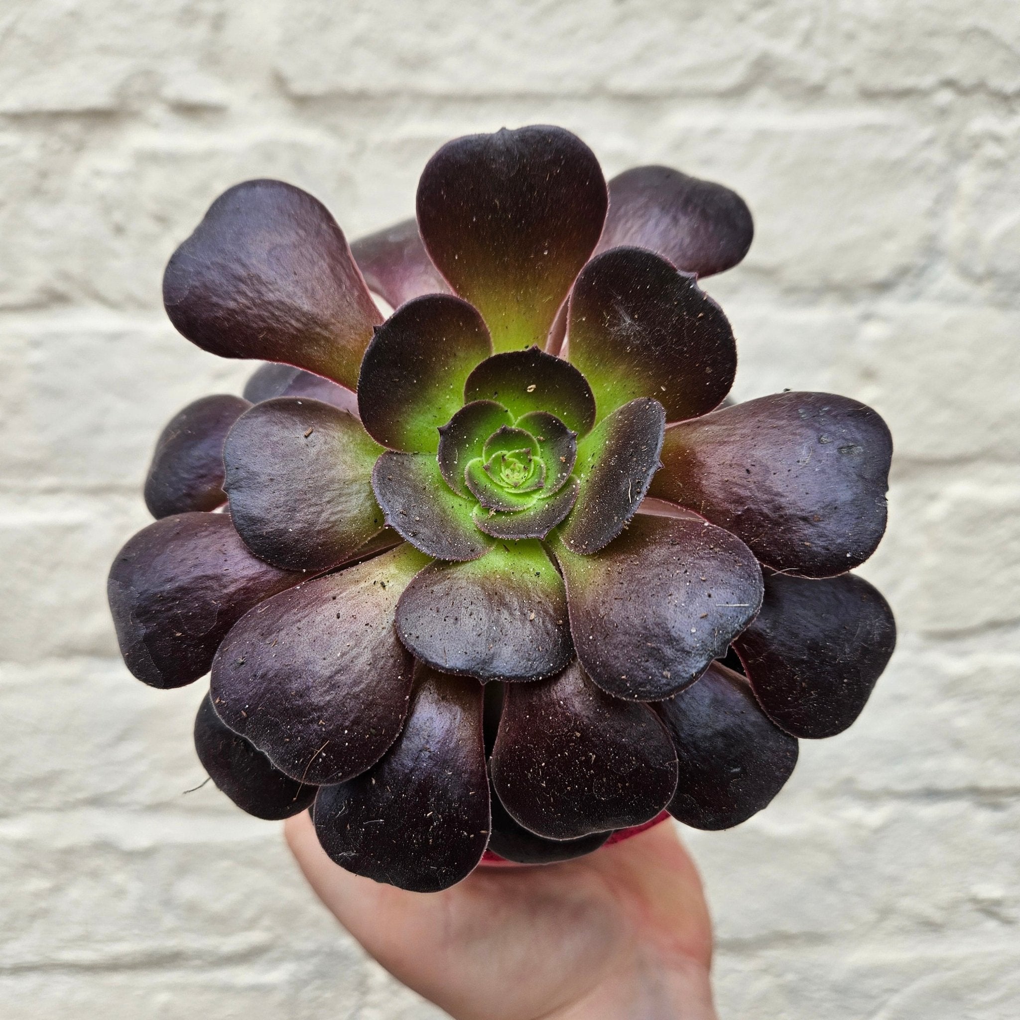 Aeonium arboreum (Houseleek Tree) - SGP Garden Ltd