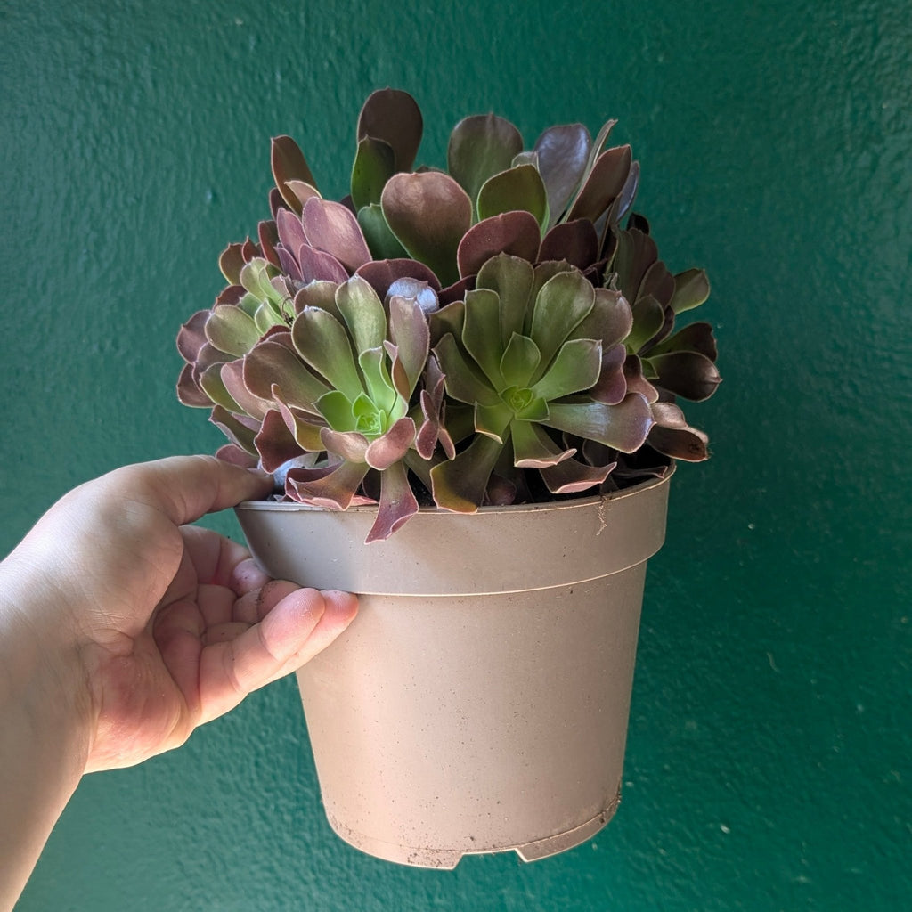Aeonium arboreum (Houseleek Tree) - SGP Garden Ltd