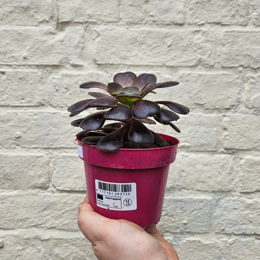 Aeonium arboreum (Houseleek Tree) - SGP Garden Ltd