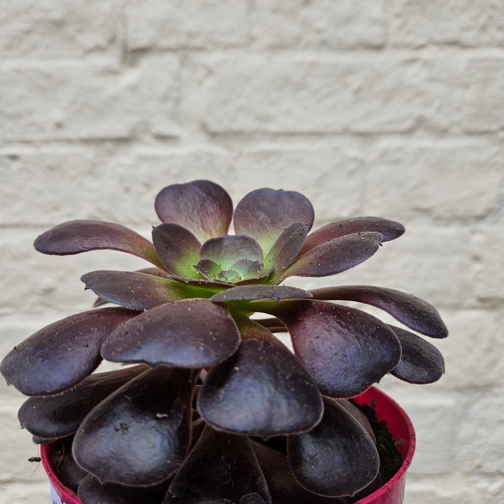 Aeonium arboreum (Houseleek Tree) - SGP Garden Ltd