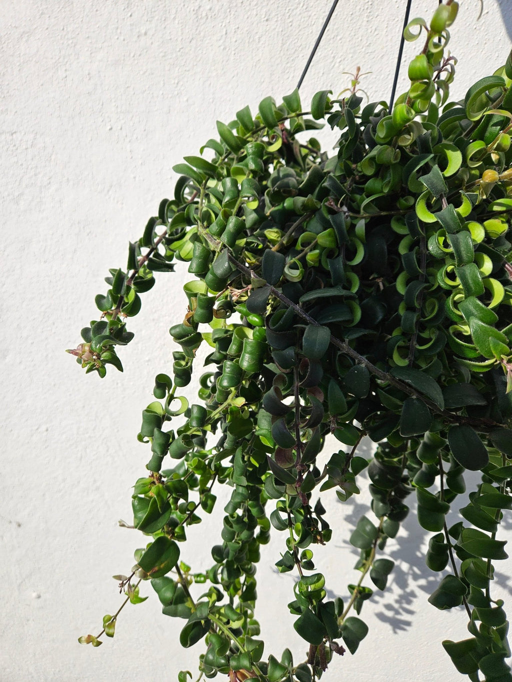 Aeschynanthus radicans 'Swing' (Lipstick Plant) - SGP Garden Ltd