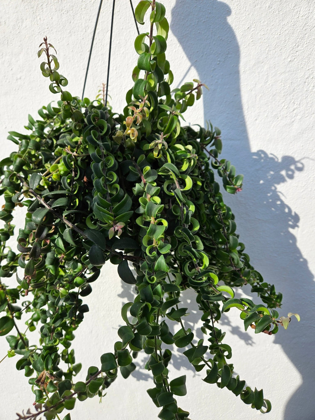 Aeschynanthus radicans 'Swing' (Lipstick Plant) - SGP Garden Ltd
