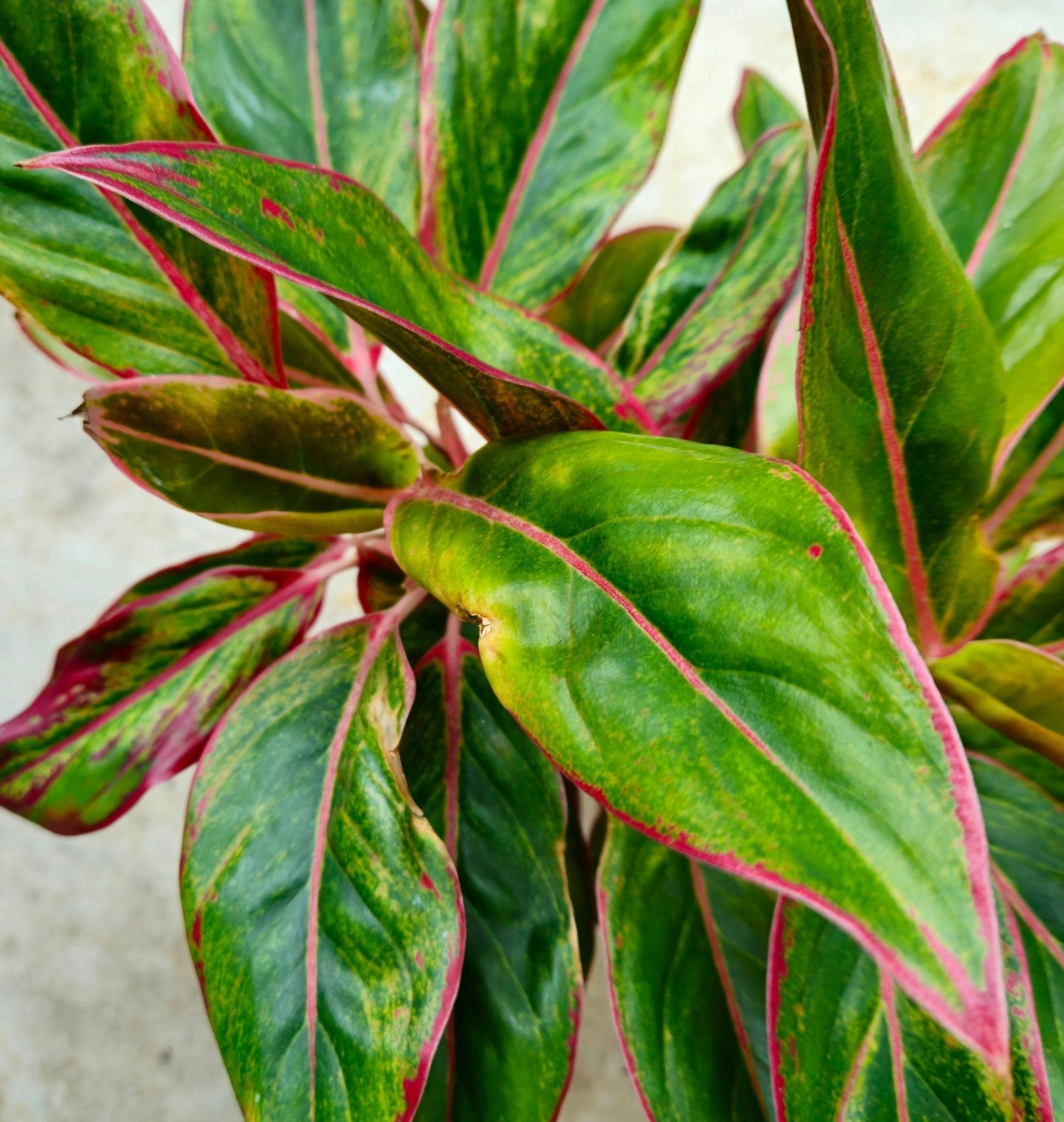 Aglaonema 'Crete' (Chinese Evergreen) - SGP Garden Ltd