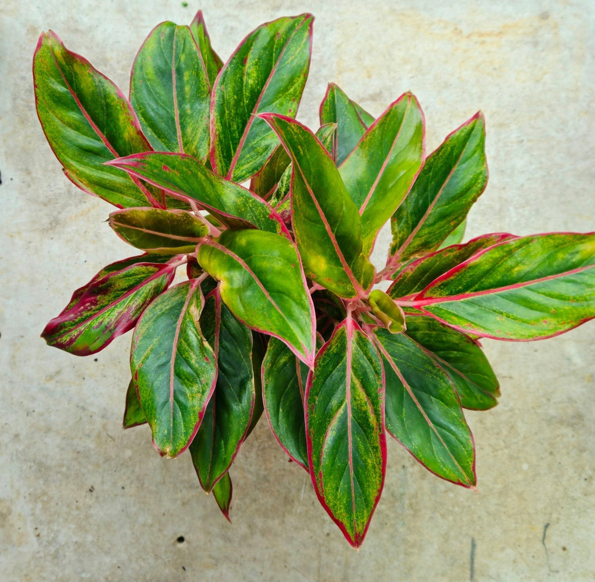 Aglaonema 'Crete' (Chinese Evergreen) - SGP Garden Ltd