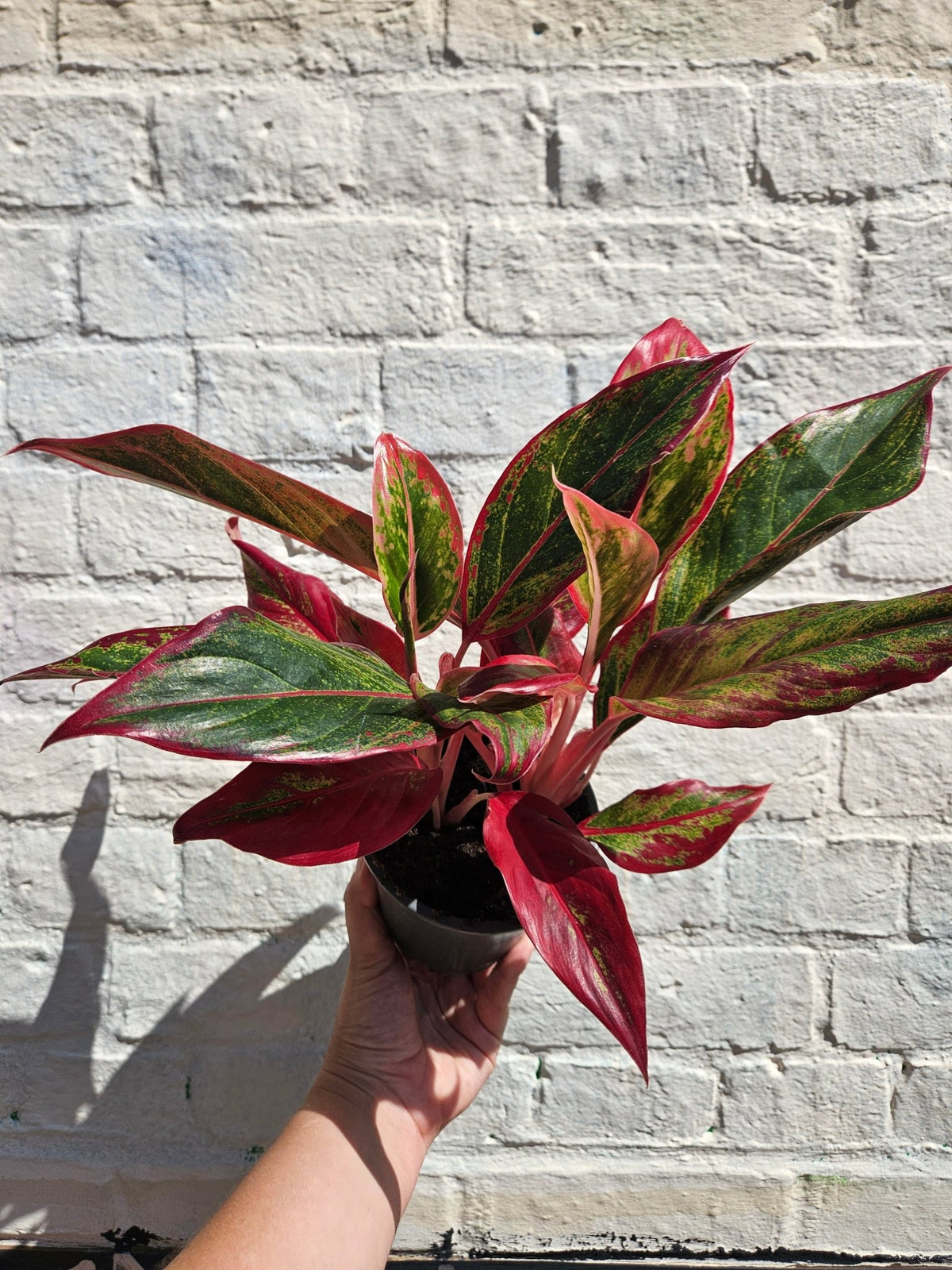 Aglaonema 'Crete' (Chinese Evergreen) - SGP Garden Ltd