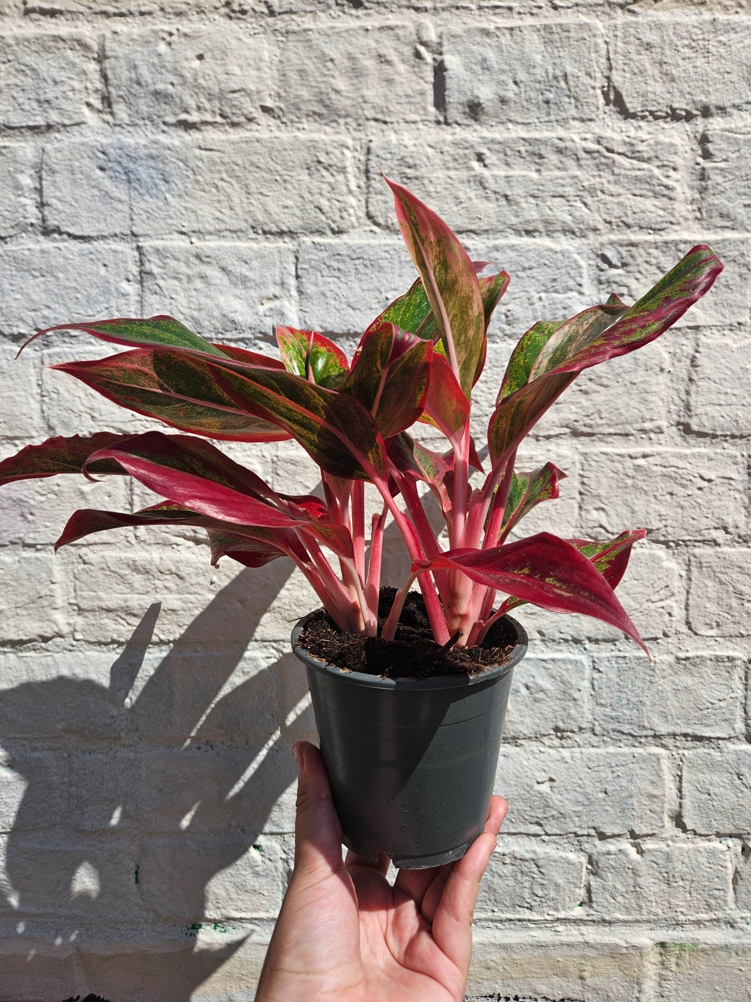 Aglaonema 'Crete' (Chinese Evergreen) - SGP Garden Ltd