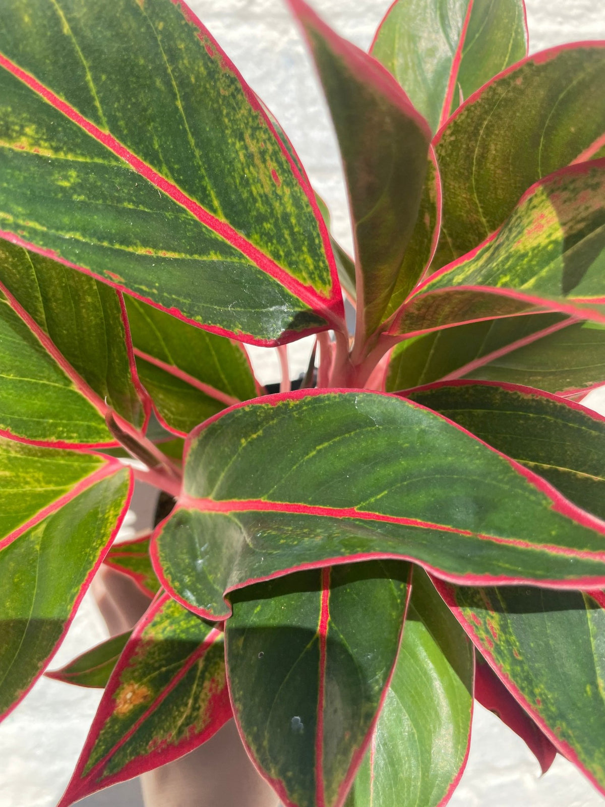 Aglaonema 'Jungle Red' (Chinese Evergreen) - SGP Garden Ltd
