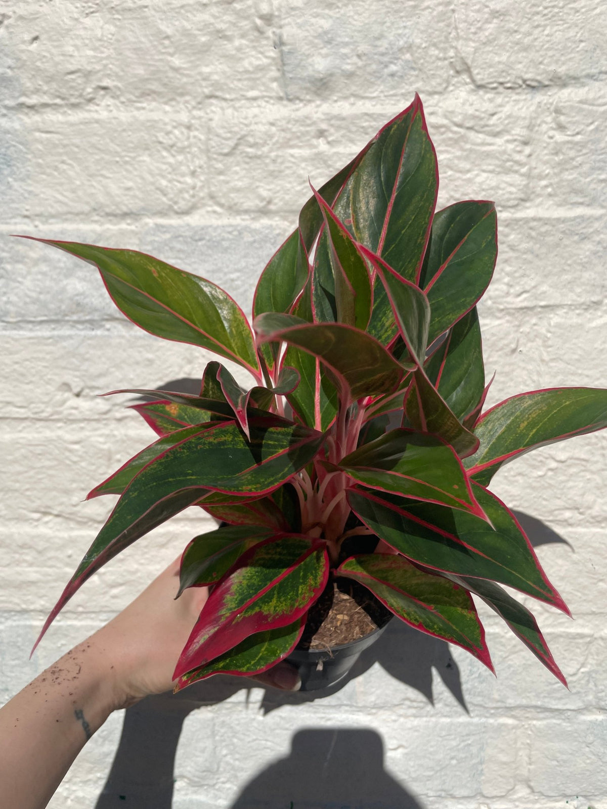 Aglaonema 'Jungle Red' (Chinese Evergreen) - SGP Garden Ltd