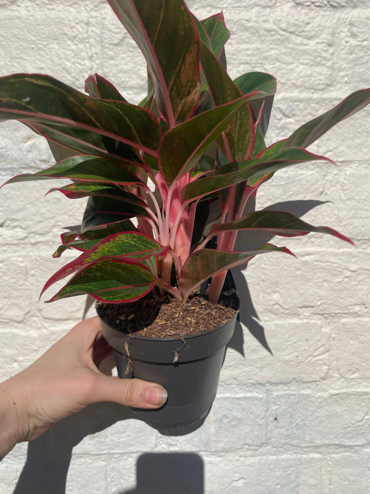 Aglaonema 'Jungle Red' (Chinese Evergreen) - SGP Garden Ltd