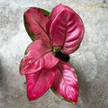 Aglaonema 'Pink star' (Chinese Evergreen) - SGP Garden Ltd