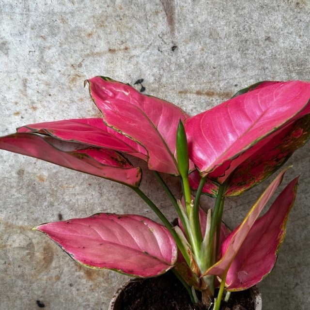 Aglaonema 'Pink star' (Chinese Evergreen) - SGP Garden Ltd
