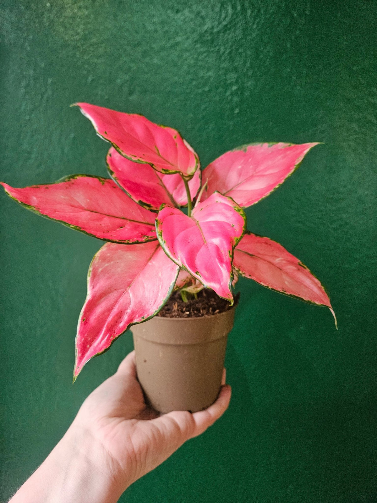 Aglaonema 'Pinky Promise' (Chinese Evergreen) - SGP Garden Ltd