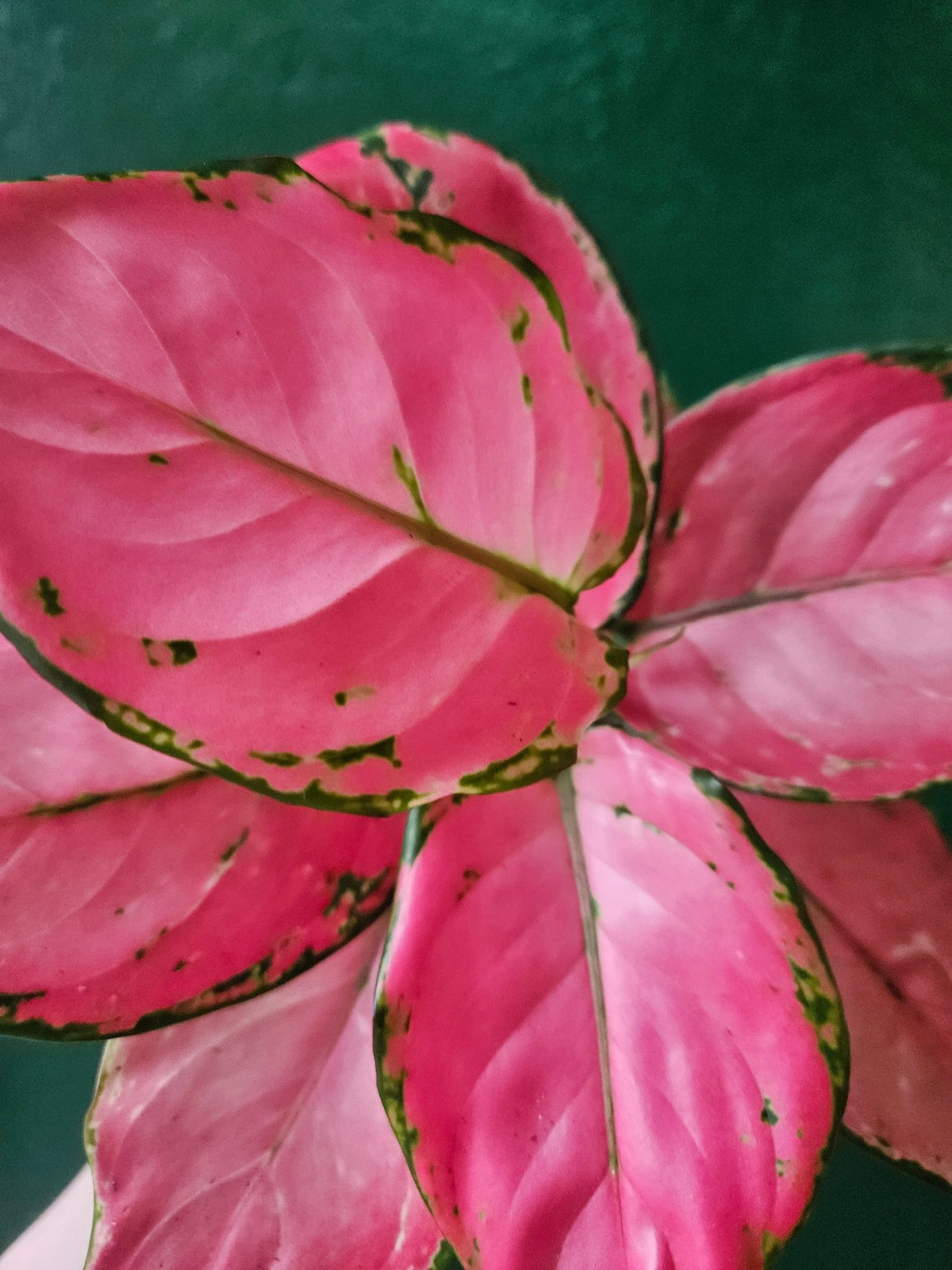 Aglaonema 'Pinky Promise' (Chinese Evergreen) - SGP Garden Ltd