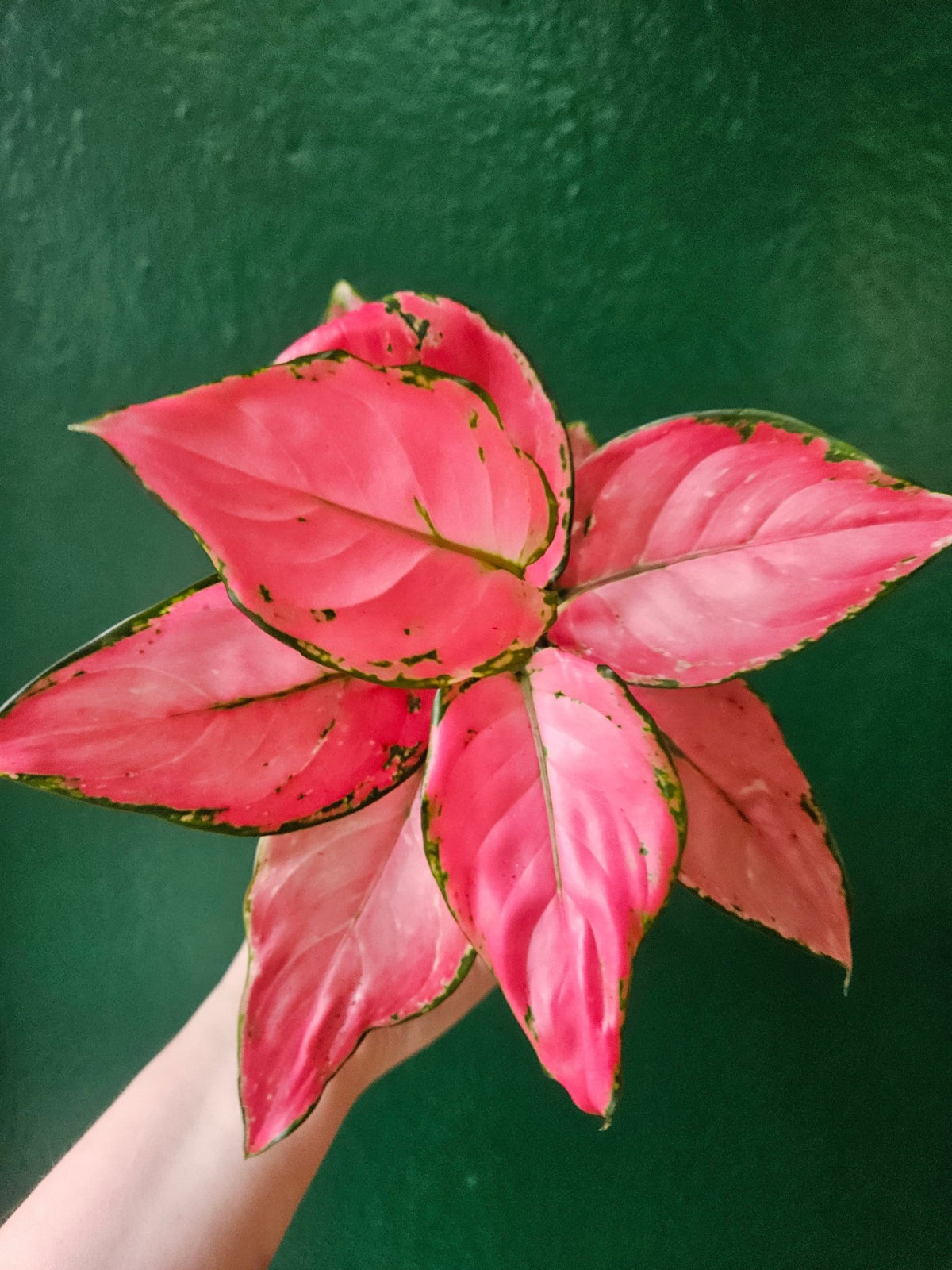 Aglaonema 'Pinky Promise' (Chinese Evergreen) - SGP Garden Ltd
