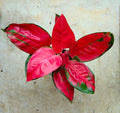 Aglaonema 'Red Zirkon' (Chinese evergreen) - SGP Garden Ltd