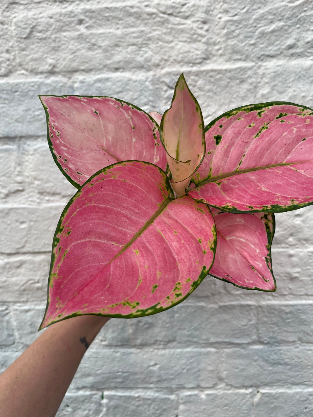 Aglaonema 'Valkyrie Pink' (Chinese Evergreen) - SGP Garden Ltd