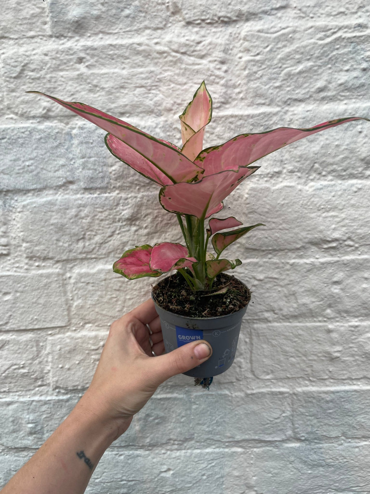 Aglaonema 'Valkyrie Pink' (Chinese Evergreen) - SGP Garden Ltd