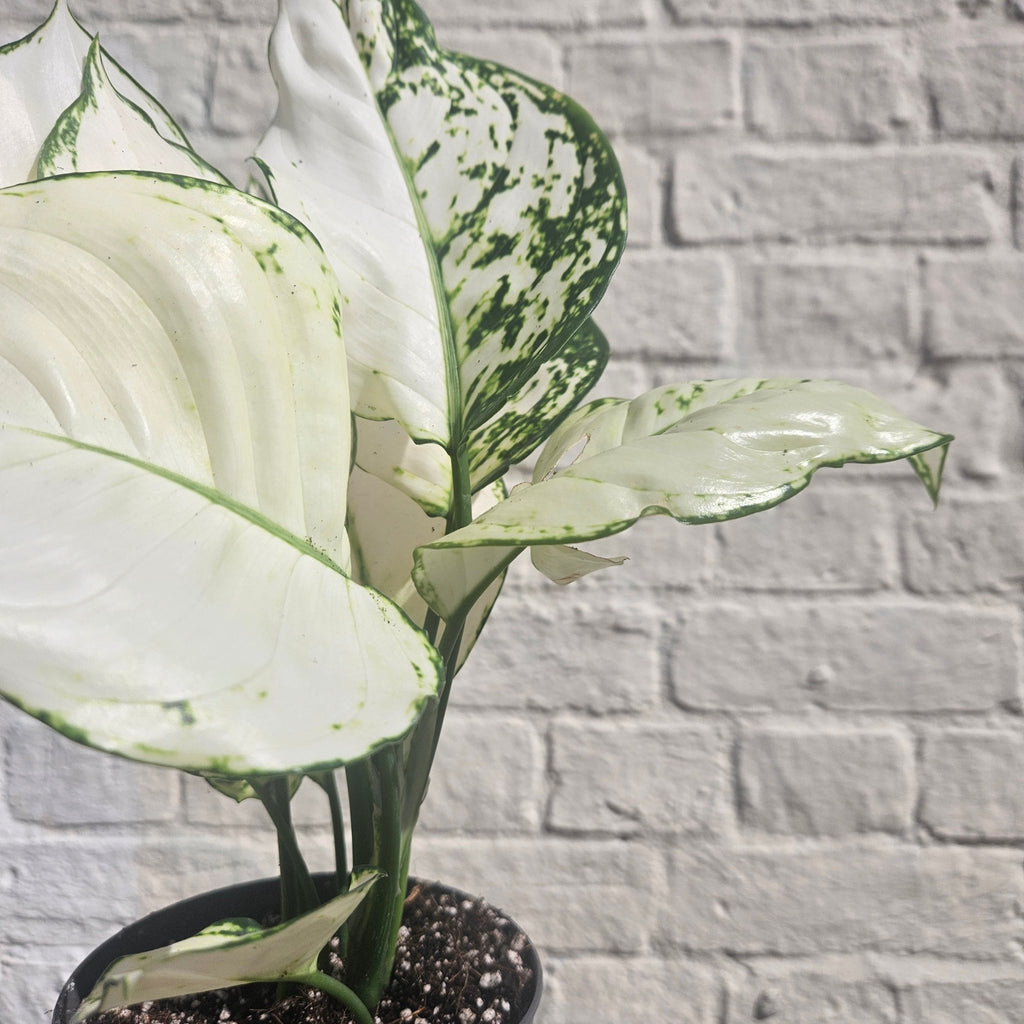 Aglaonema 'White Joy' (Chinese Evergreen) - SGP Garden Ltd