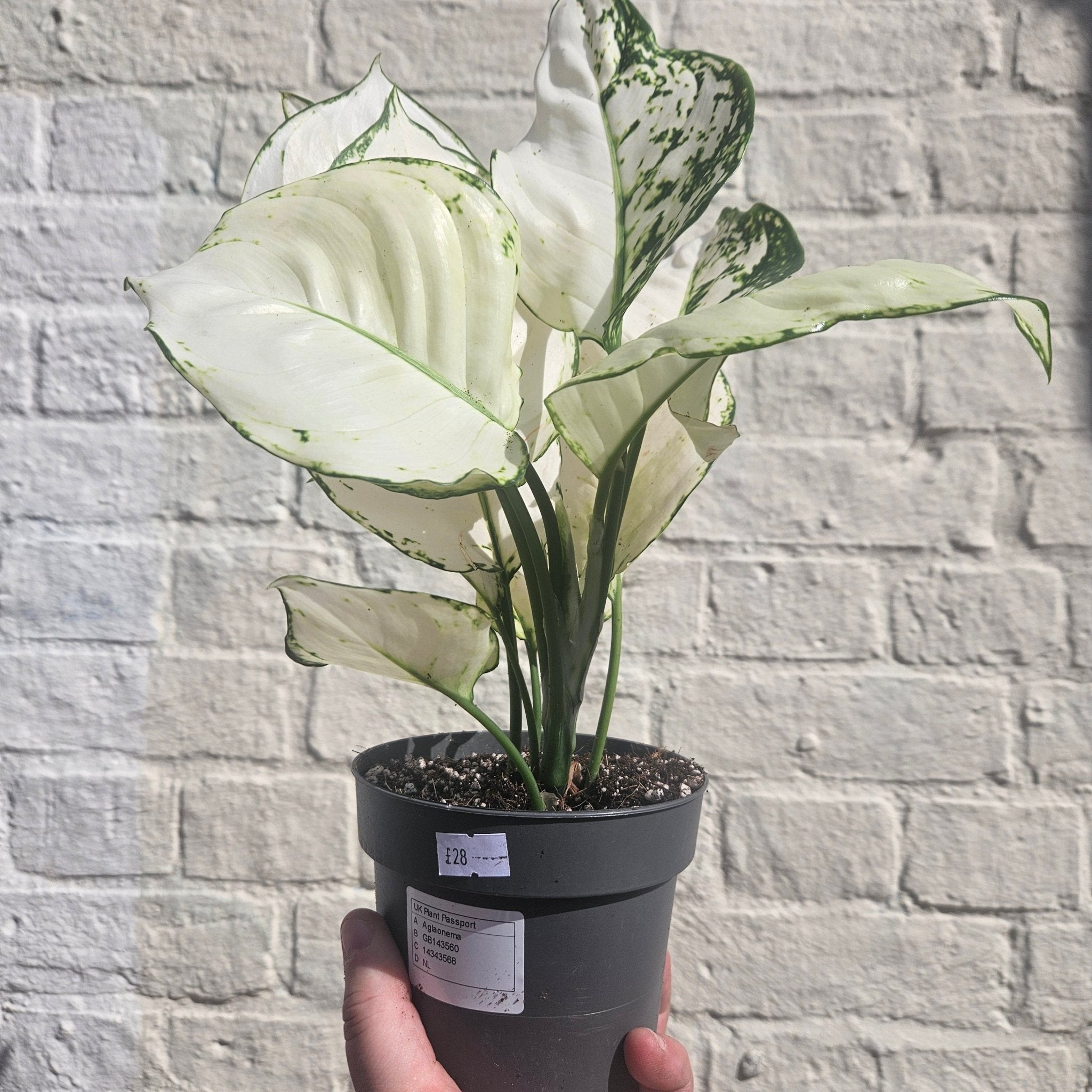 Aglaonema 'White Joy' (Chinese Evergreen) - SGP Garden Ltd