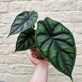 Alocasia baginda 'Dragon Scale' - SGP Garden Ltd