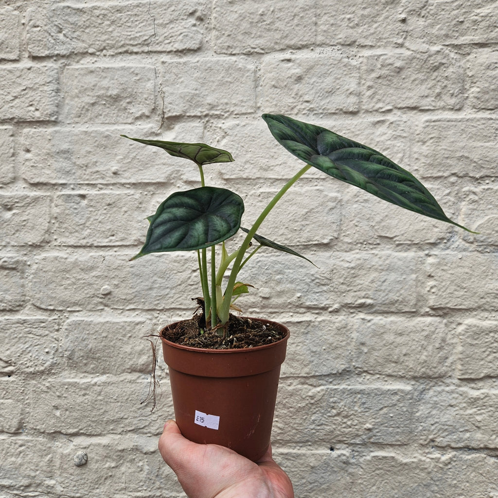 Alocasia baginda 'Dragon Scale' - SGP Garden Ltd