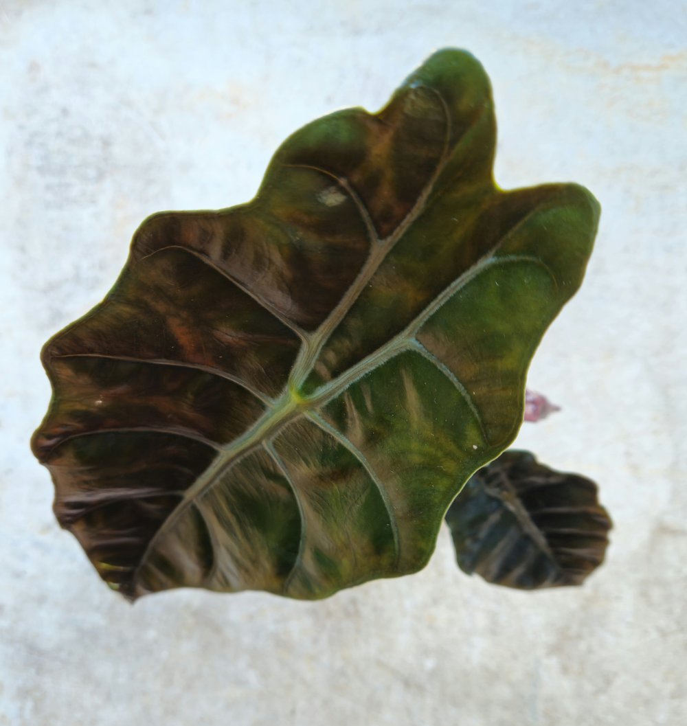 Alocasia 'chantieri' - SGP Garden Ltd