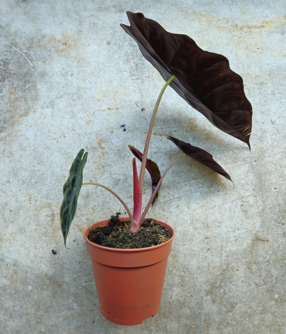 Alocasia 'chantieri' - SGP Garden Ltd