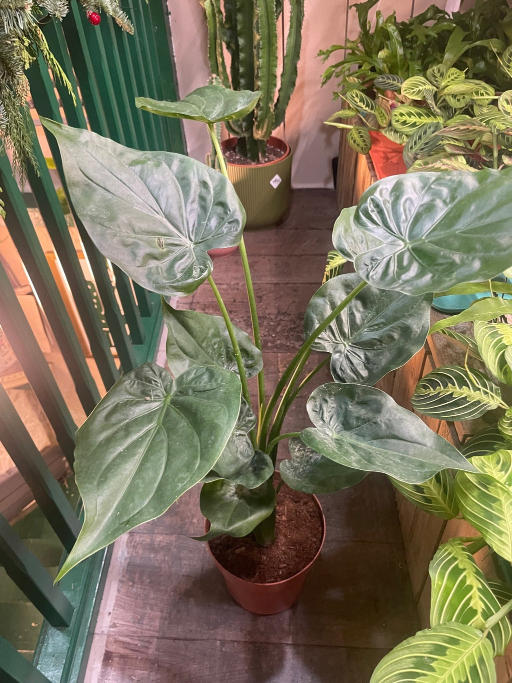 Alocasia cucullata - SGP Garden Ltd