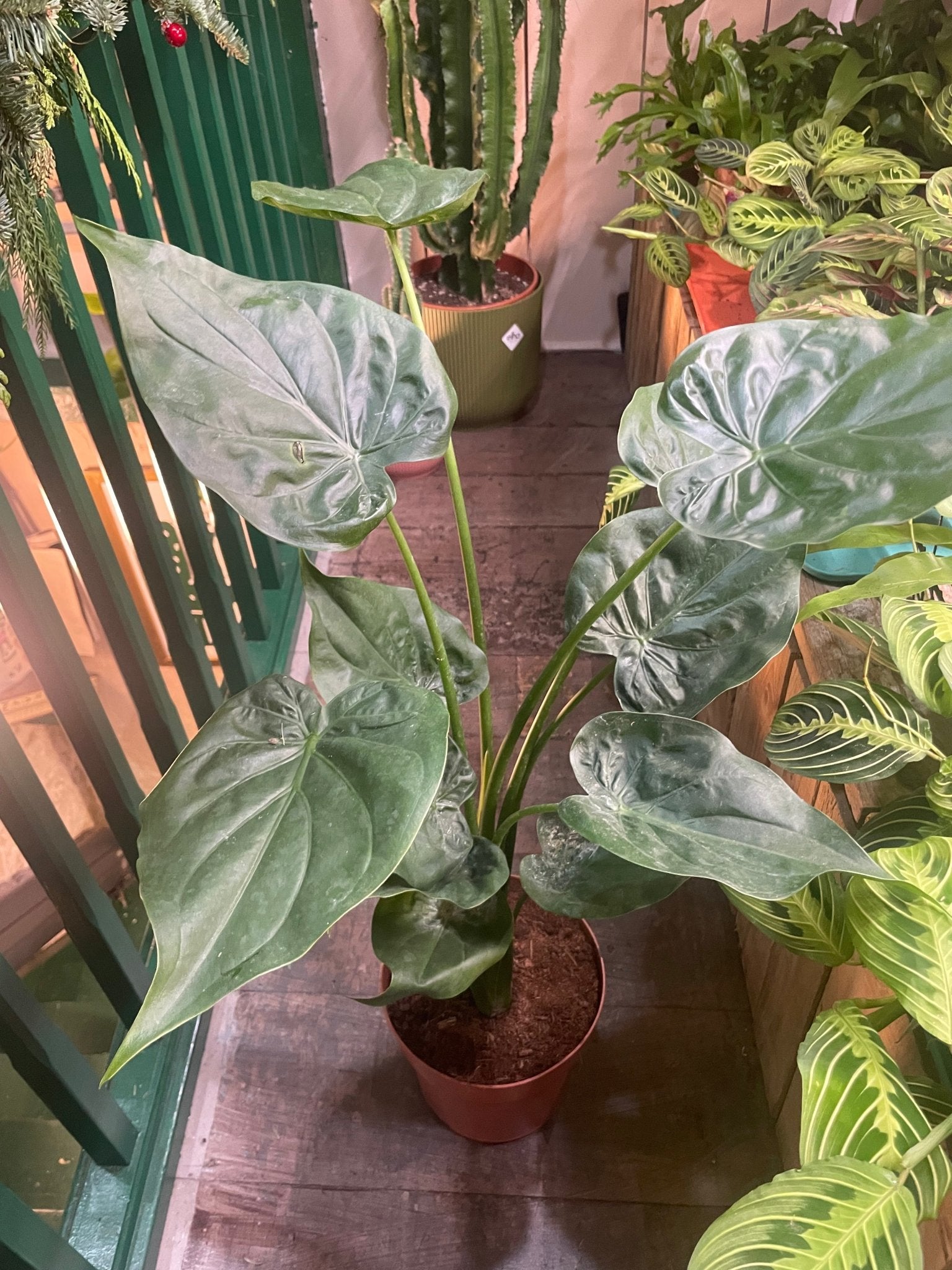 Alocasia cucullata - SGP Garden Ltd