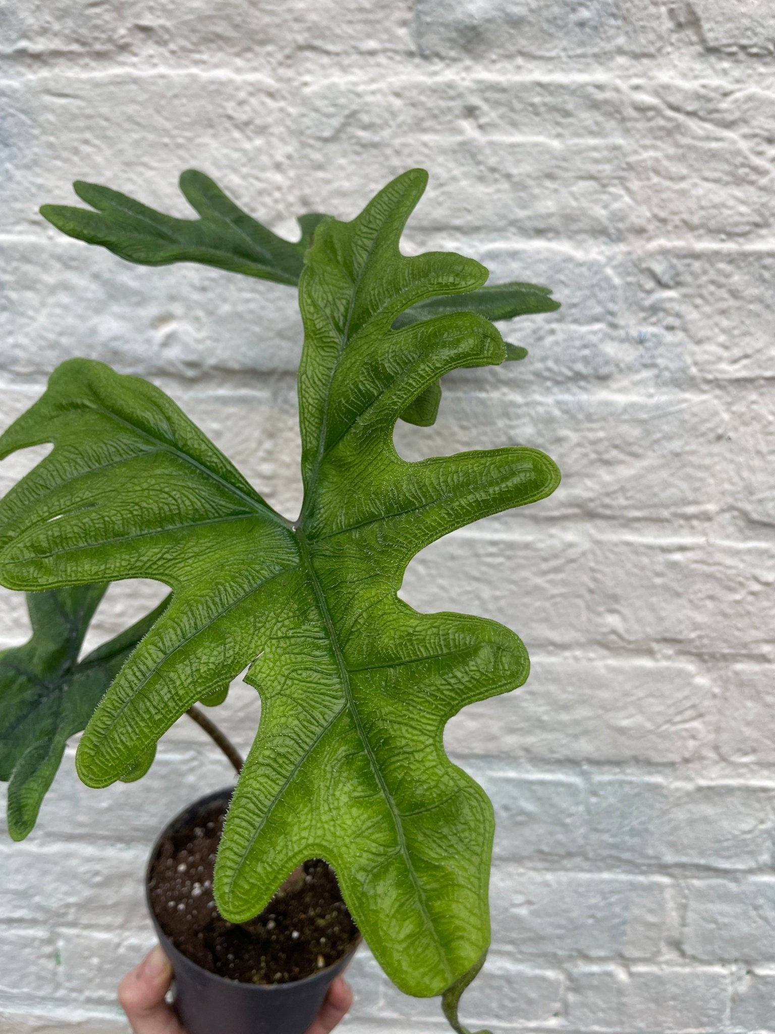 Alocasia 'Jacklyn' - SGP Garden Ltd