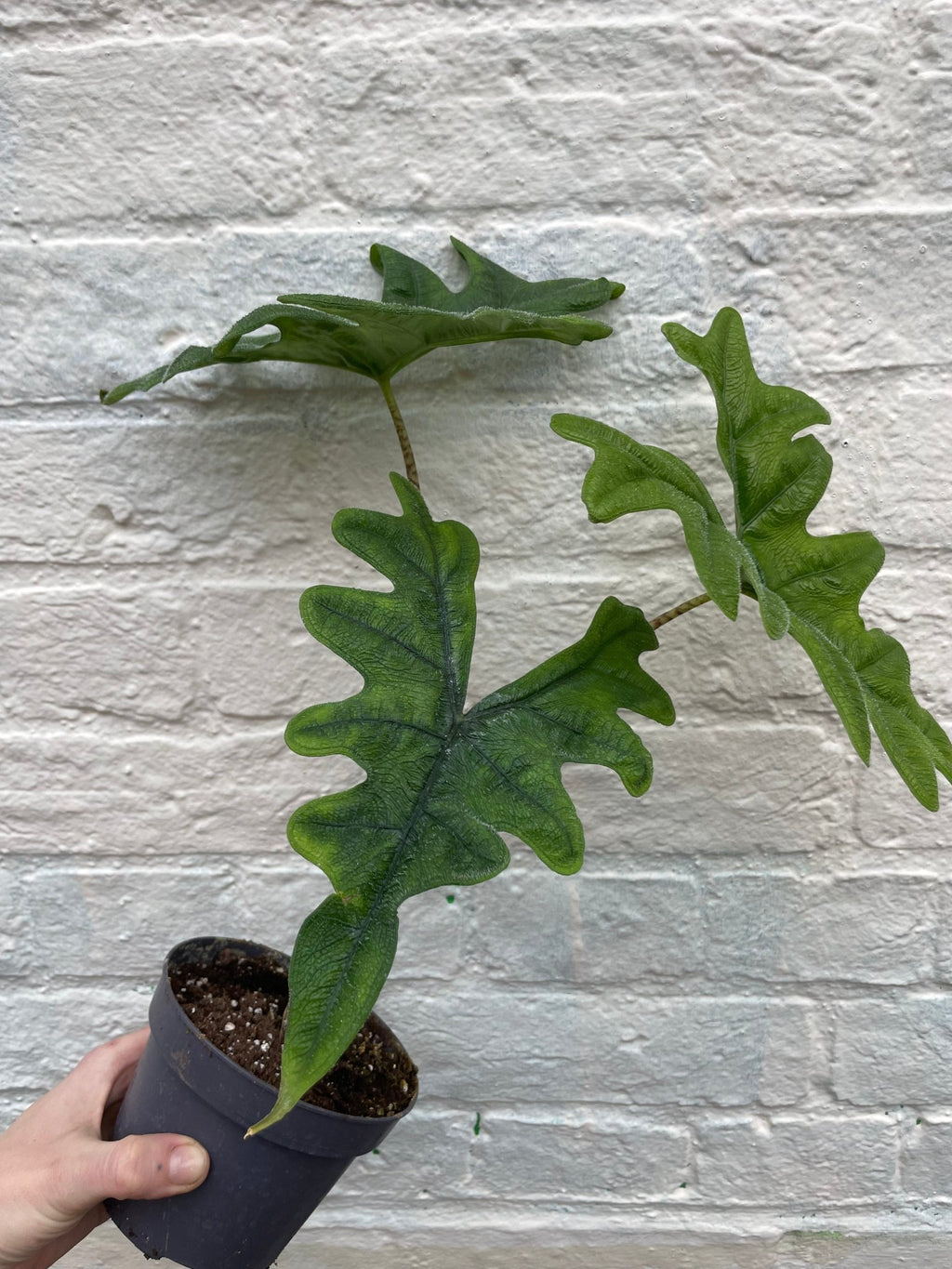 Alocasia 'Jacklyn' - SGP Garden Ltd