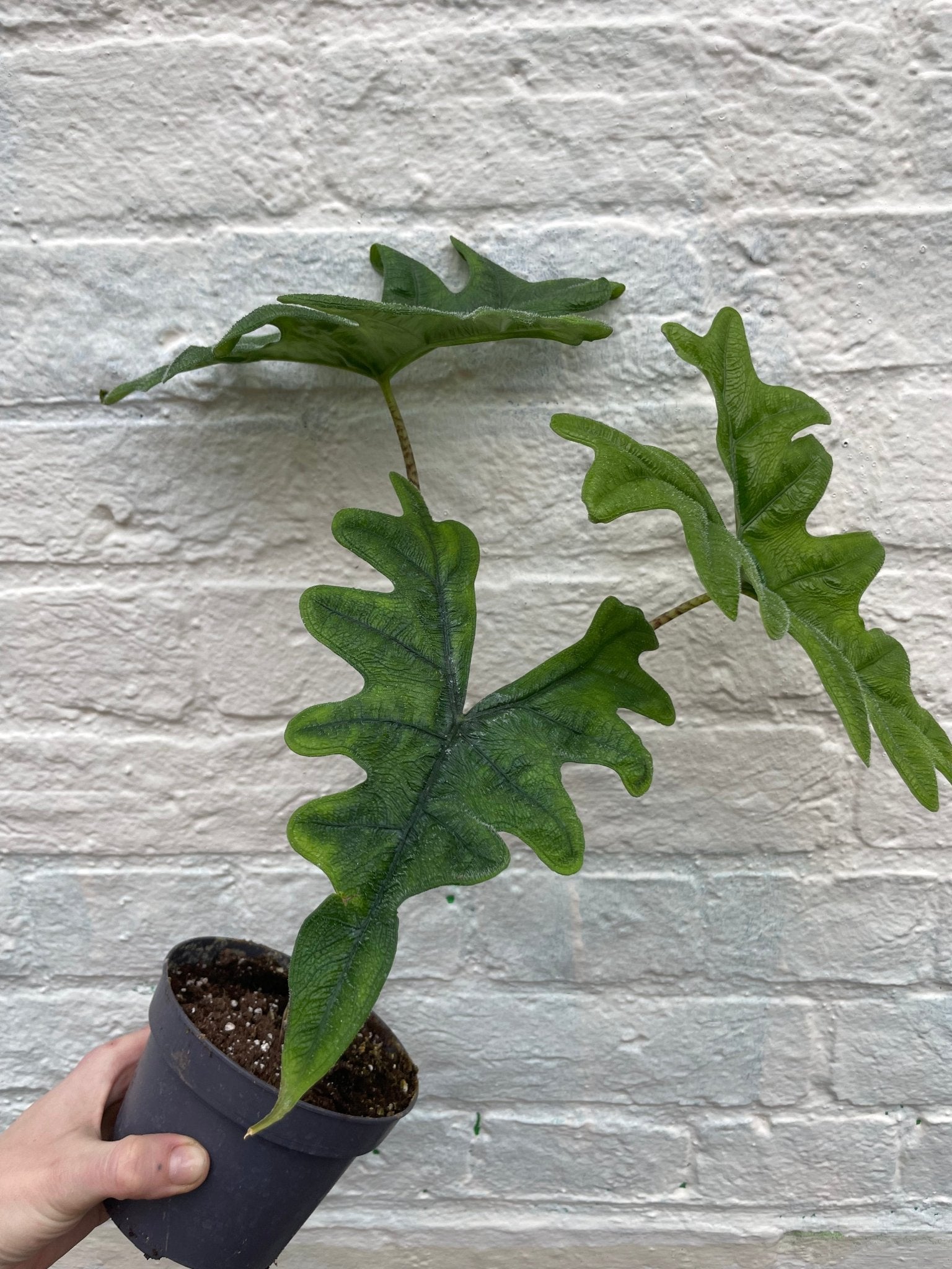 Alocasia 'Jacklyn' - SGP Garden Ltd