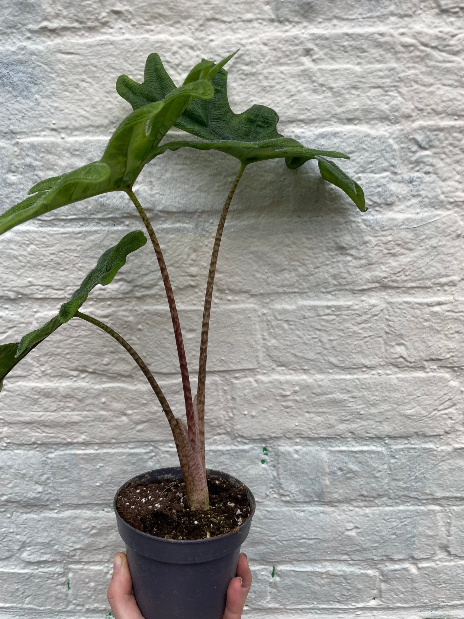 Alocasia 'Jacklyn' - SGP Garden Ltd