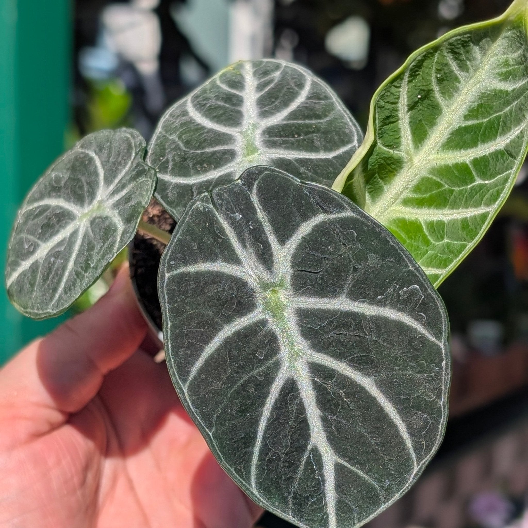 Alocasia 'Ninja' - SGP Garden Ltd