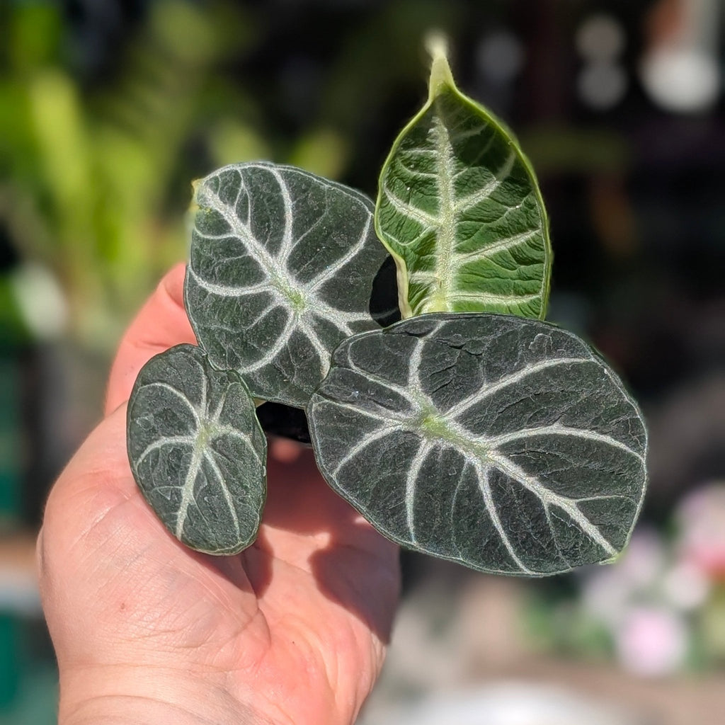 Alocasia 'Ninja' - SGP Garden Ltd