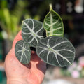 Alocasia 'Ninja' - SGP Garden Ltd
