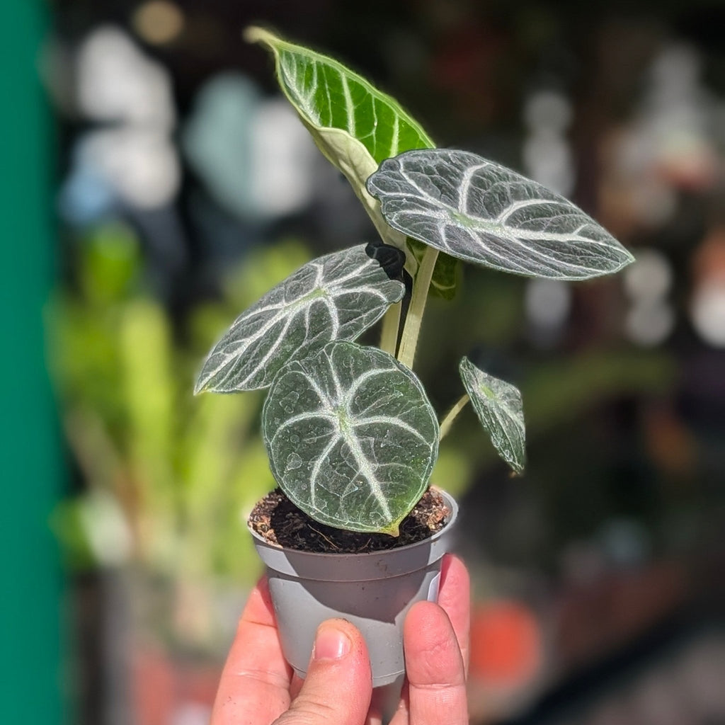 Alocasia 'Ninja' - SGP Garden Ltd