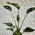 Alocasia 'Tiny Dancers' - SGP Garden Ltd