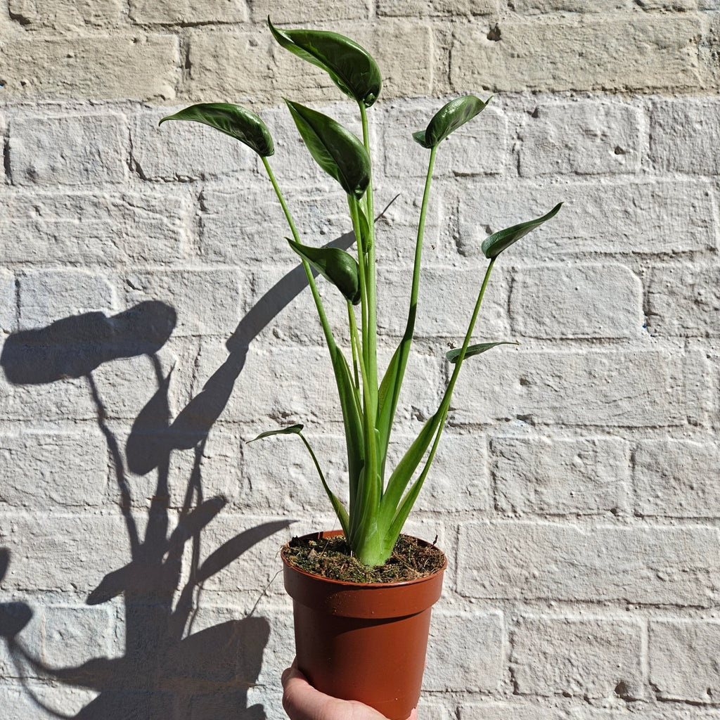 Alocasia 'Tiny Dancers' - SGP Garden Ltd