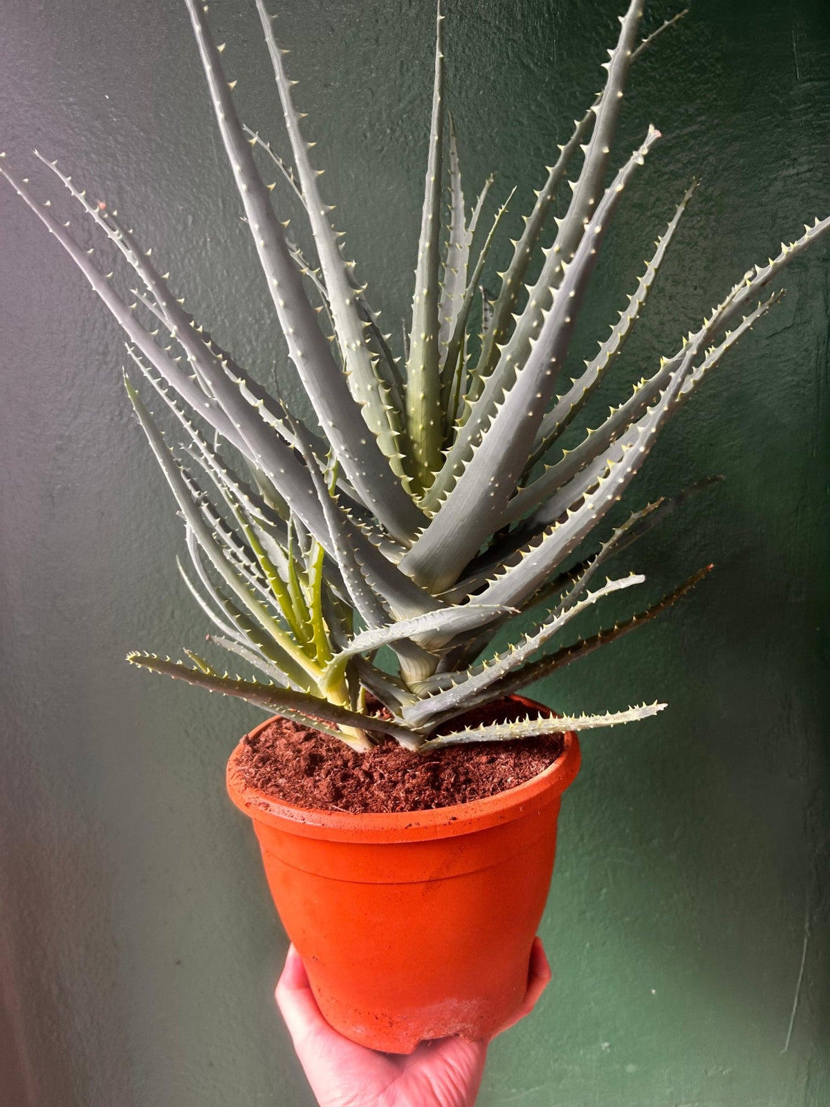Aloe Arborescens (Candelabra Aloe) - SGP Garden Ltd