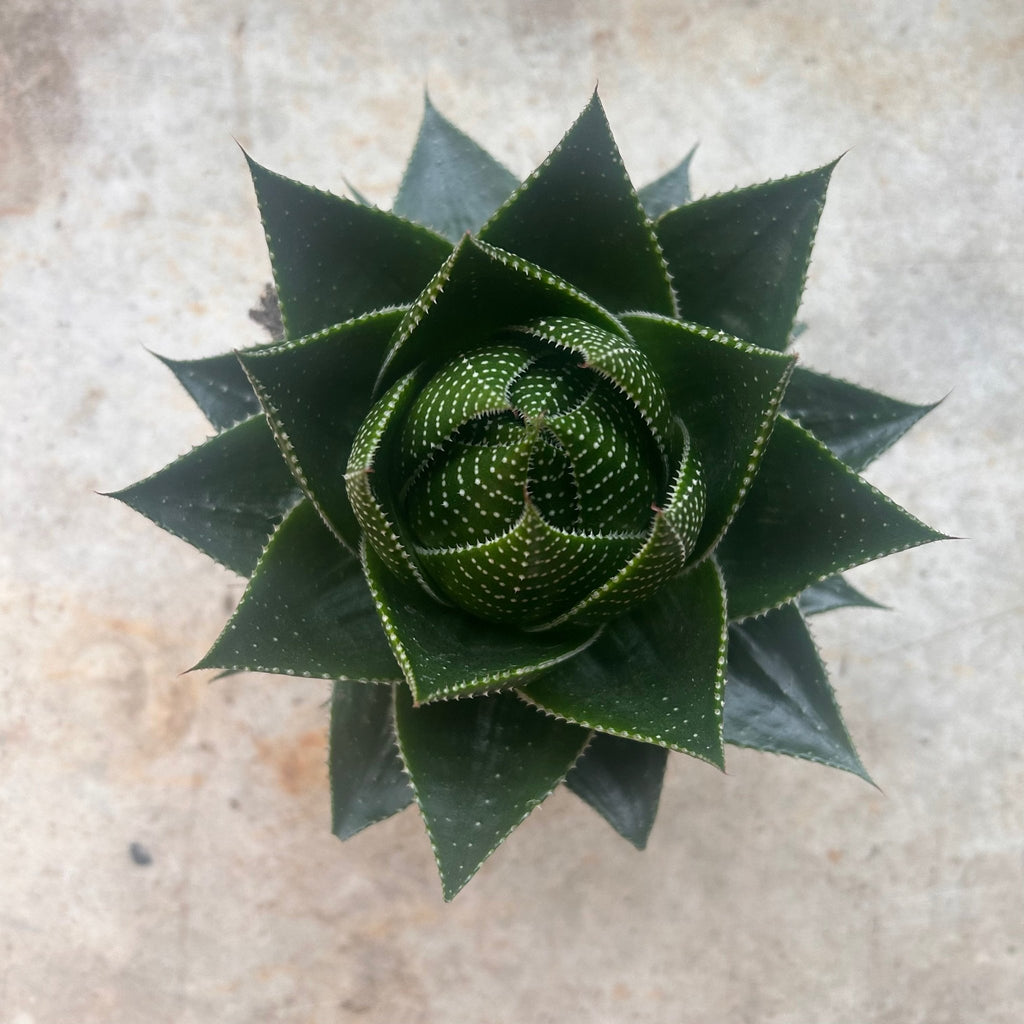 Aloe aristata 'Cosmo' - SGP Garden Ltd